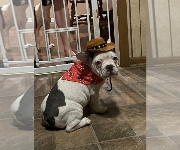 Medium Photo #15 French Bulldog Puppy For Sale in KANSAS CITY, MO, USA