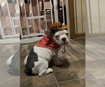 Small #14 French Bulldog