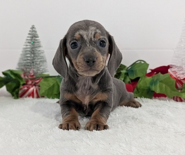 Medium Photo #20 Dachshund Puppy For Sale in GOSHEN, IN, USA