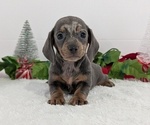 Small #4 Dachshund