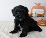 Small #4 ShihPoo
