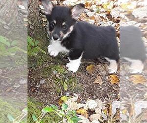 Pembroke Welsh Corgi Puppy for sale in JASONVILLE, IN, USA