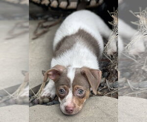 Miso - Male Mutt Dog for Adoption - Photo #8