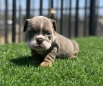 Small #2 English Bulldog