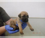 Small German Shepherd Dog Mix