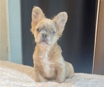Small #1 French Bulldog