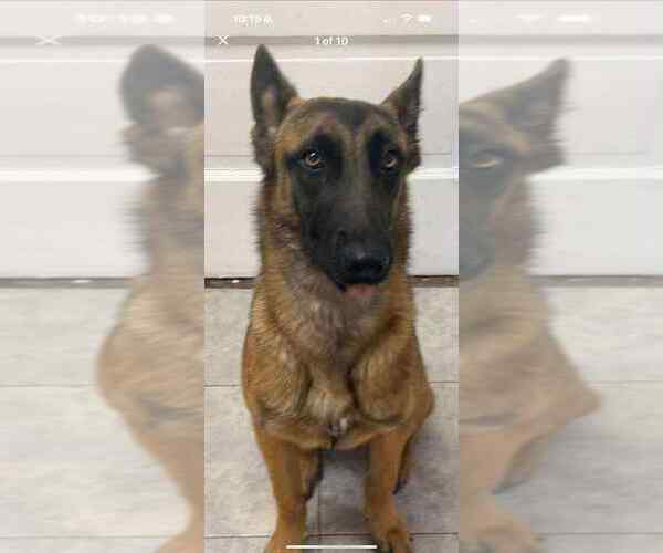 Medium Photo #1 Mutt Puppy For Sale in Imlay City, MI, USA