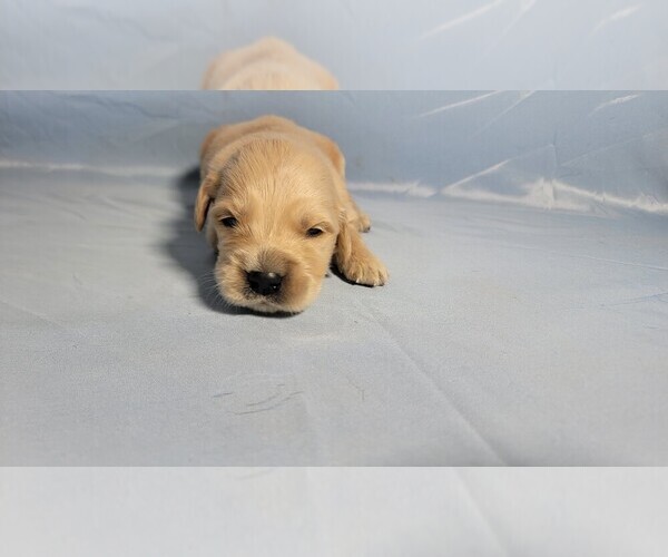 Medium Photo #38 Golden Retriever Puppy For Sale in FALCON, CO, USA