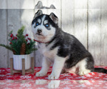 Puppy Jason Siberian Husky