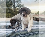 Small Photo #18 German Shorthaired Pointer Puppy For Sale in WOODLAND PARK, CO, USA