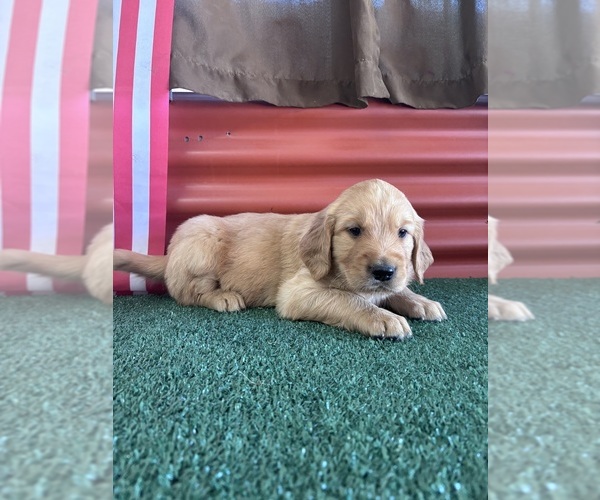 Medium Photo #4 English Cream Golden Retriever Puppy For Sale in CERES, CA, USA