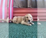 Small #3 English Cream Golden Retriever