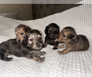 Dachshund Puppy for sale in LODI, CA, USA