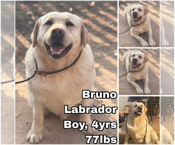 Medium Photo #1 Labrador Retriever Puppy For Sale in Seattle, WA, USA