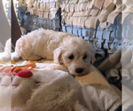 Small Photo #7 Coton de Tulear Puppy For Sale in W FIELD, NC, USA