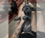 Small #1 American Bully-French Bulldog Mix
