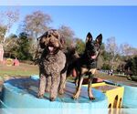 Small #5 German Shepherd Dog