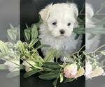 Small #2 Maltese