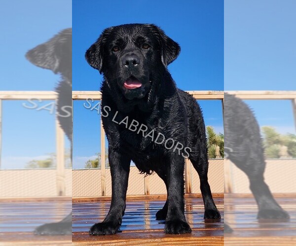 Medium Photo #1 Labrador Retriever Puppy For Sale in PINON HILLS, CA, USA