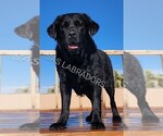 Small Photo #1 Labrador Retriever Puppy For Sale in PINON HILLS, CA, USA