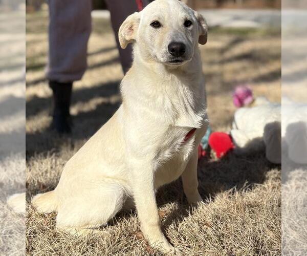Medium Photo #3 Labrador Retriever-Unknown Mix Puppy For Sale in Yardley, PA, USA