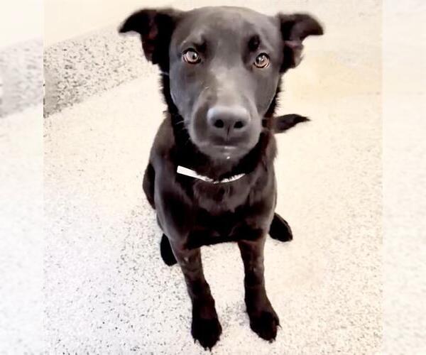 Medium Photo #2 Labrador Retriever Puppy For Sale in Houston, TX, USA