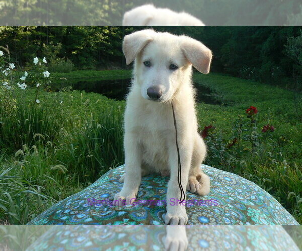 Medium Photo #2 German Shepherd Dog Puppy For Sale in PIEDMONT, MO, USA