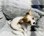 Small Photo #12 Chorkie Puppy For Sale in GREEN ACRES, FL, USA