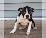 Small #4 Boston Terrier