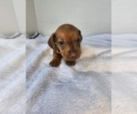 Puppy Puppy 2 Dachshund