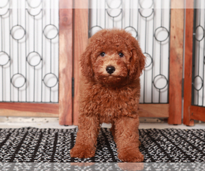 Goldendoodle (Miniature) Puppy for sale in NAPLES, FL, USA