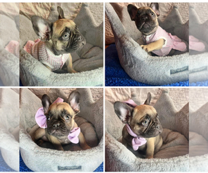 French Bulldog Puppy for sale in LEBANON, KY, USA