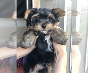 Yorkshire Terrier Puppy for sale in OMAHA, NE, USA