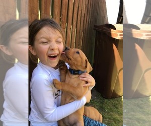 Labrador Retriever Puppy for sale in NEWCASTLE, WA, USA