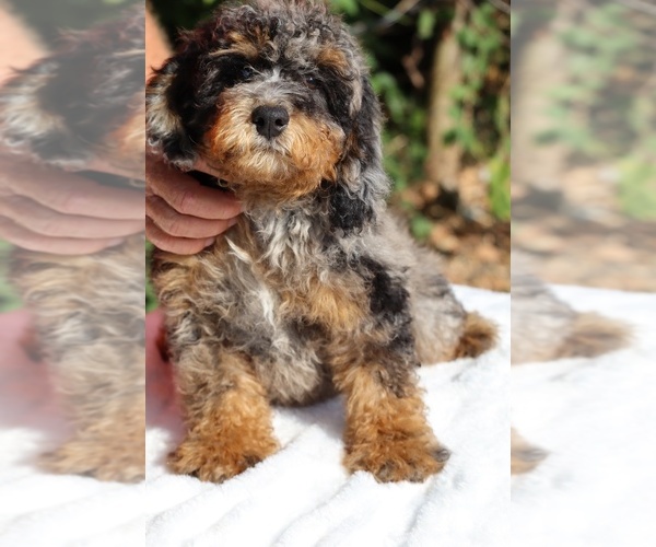 Medium Photo #4 Bernedoodle (Miniature) (+ Poodle Miniature) Puppy For Sale in DYERSBURG, TN, USA