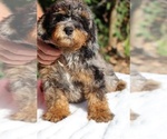 Small #3 Bernedoodle (Miniature) (+ Poodle Miniature)