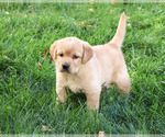 Bridget - Female Golden Labrador Puppy for Sale - Photo #5