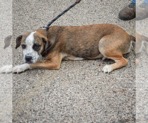 Medium Photo #5 Beagle-Catahoula Leopard Dog Mix Puppy For Sale in Huntley, IL, USA