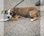 Small #4 Beagle-Catahoula Leopard Dog Mix