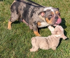Mother of the English Bulldog puppies born on 06/30/2025