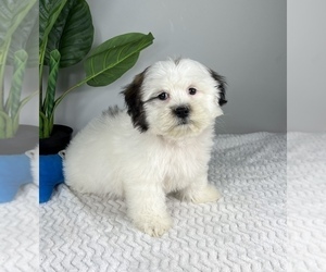 Zuchon Puppy for sale in FRANKLIN, IN, USA