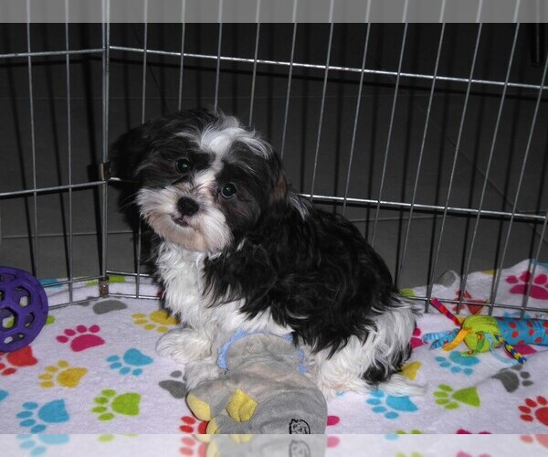Medium Photo #5 Mal-Shi Puppy For Sale in ORO VALLEY, AZ, USA