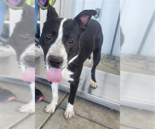 Medium Photo #1 Staffordshire Bull Terrier Puppy For Sale in Bakersfield, CA, USA