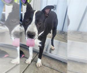 Staffordshire Bull Terrier Dogs for adoption in Bakersfield, CA, USA