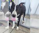 Small Staffordshire Bull Terrier
