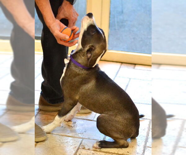 Medium Photo #2 Huskies -Unknown Mix Puppy For Sale in Enfield, CT, USA