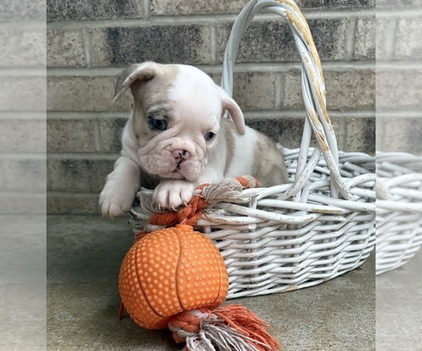 Medium Photo #2 French Bulldog Puppy For Sale in MIDDLEBURY, IN, USA