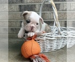 Small #1 French Bulldog