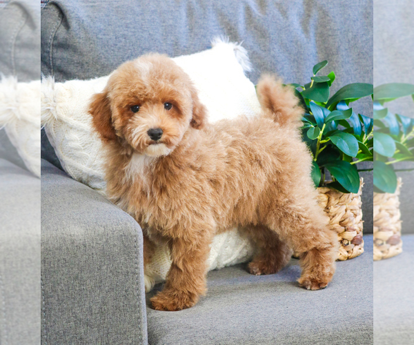 Medium Photo #16 Poodle (Toy) Puppy For Sale in SYRACUSE, IN, USA