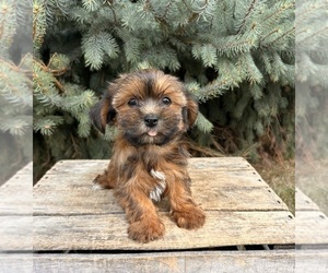 Shorkie Tzu Puppy for sale in MIDDLEBURY, IN, USA